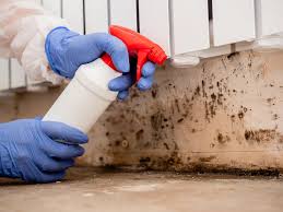 Best Basement Mold Removal  in Tolono, IL